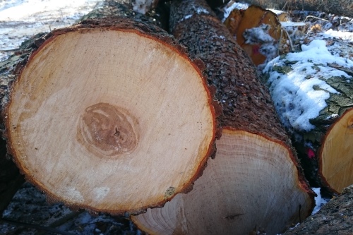 garwolin - Wycinka drzew na własnej działce od 2017 roku bez zezwolenia